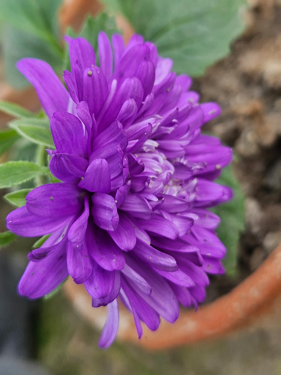 Purple China Aster